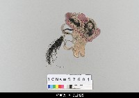 藏品(中國湖北皮影戲偶頭-生)的圖片